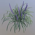 Decorative Plant With Green Leaves White Stripes And Purple Flower Spikes