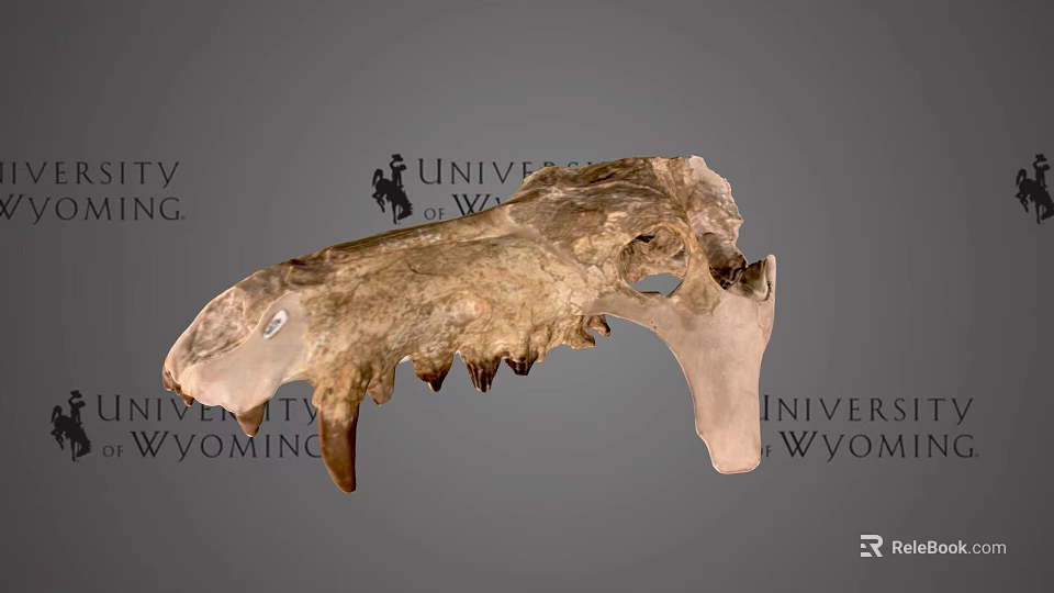 University of Wyoming Prehistoric Fossil Skull With Detailed Bone Structure 3d model 