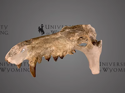 University of Wyoming Prehistoric Fossil Skull With Detailed Bone Structure 3d model