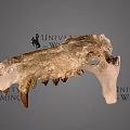 University of Wyoming Prehistoric Fossil Skull With Detailed Bone Structure