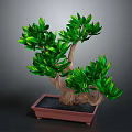 Elegant Bonsai Plant With Green Leaves And Brown Trunk In Square Pot