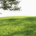 Lush Green Shrubs Thriving On Grassy Field With Tree Branches Overhead