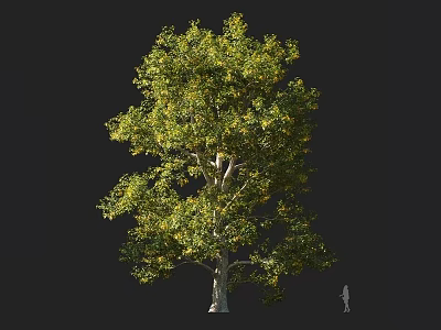 Vibrant Tree With Lush Green Leaves Thick Trunk And Human Figure For Scale 3d model