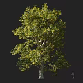 Vibrant Tree With Lush Green Leaves Thick Trunk And Human Figure For Scale