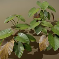 Lush Green and Brown Plant Leaves With Large Visible Veins and Shadows on Brown Background