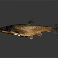 Shiny Brown Fish With Natural Scales Isolated On Gray Background