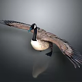 Canada Goose Spreading Wings In Flight Pose On Gray Background With Reflection
