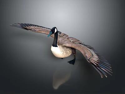 Canada Goose Spreading Wings In Flight Pose On Gray Background With Reflection 3d model