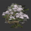 Three Decorative Trees White Green Purple with Foliage and Reflections on Dark Surface