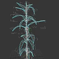 Golden Corn Plant With Tall Stalk And Lush Golden Leaves