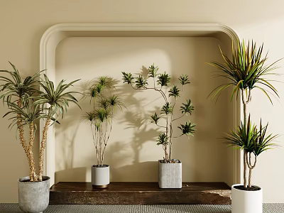 Indoor Bonsai Plants Display On Wooden Shelf With Concrete And White Pots Against Beige Wall 3d model