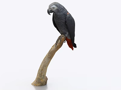 Grey Parrot with Grey Feathers and Red Tail Perched on Wooden Branch Against White Background 3d model