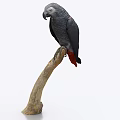 Grey Parrot with Grey Feathers and Red Tail Perched on Wooden Branch Against White Background