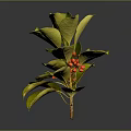 Lush Green Leafy Plant With Fresh Red Berries And Vibrant Foliage