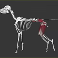 Detailed Dog Skeleton Anatomical Model With Red Muscles Structure 3d model