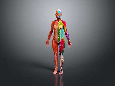 Colorful Human Anatomy Model Medical Device For Body System Visualization In Education 3d model
