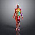 Colorful Human Anatomy Model Medical Device For Body System Visualization In Education