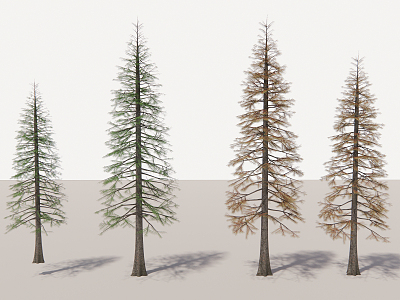 modern tree deciduous fir model