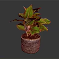 Vibrant Indoor Houseplant With Green Leaves Red Edges In Woven Textured Pot