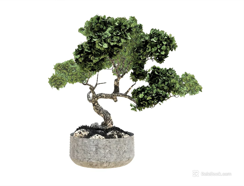 Bonsai Potted Plant Featuring Curved Trunk Green Leaves Gray Concrete Pot And Small Stones 3d model 