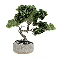Bonsai Potted Plant Featuring Curved Trunk Green Leaves Gray Concrete Pot And Small Stones