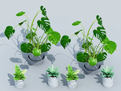 Potted Bonsai Plants With Green Monstera Leaves And Small Succulents In Textured White Pots 3d model