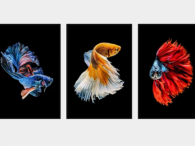 Colorful Betta Fish Animal Paintings On Black Background Three Panel Wall Art 3d model