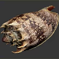 Detailed Animal Organ Structure With Fine Hair And Colorful Surface Patterns