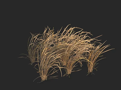 Detailed Golden Brown Withered Dry Grass Clump in Natural Growth Pattern 3d model