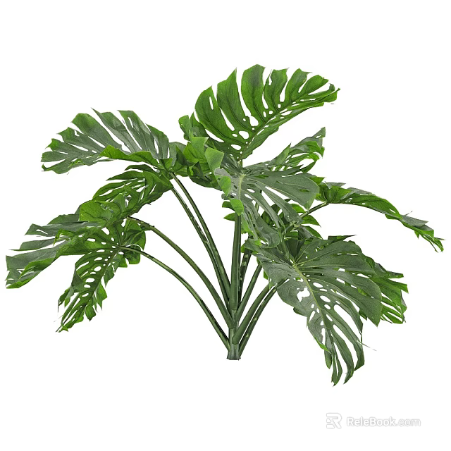 Lush Green Monstera Leaves With Split Patterns And Fresh Tropical Foliage 3d model 