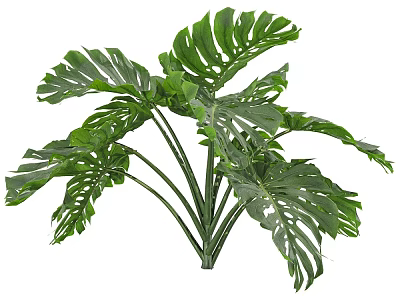 Lush Green Monstera Leaves With Split Patterns And Fresh Tropical Foliage 3d model