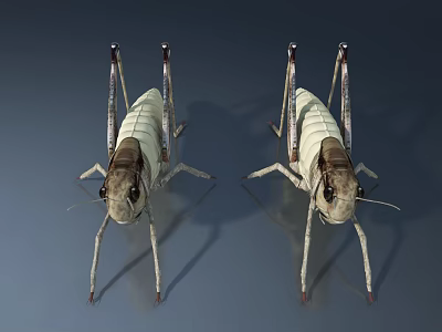 Two White And Brown Crickets With Long Legs On Gray Background 3d model