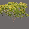 Lush Arbor With Green Leaves Yellow Flowers Healthy Trunk And Full Growth