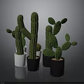 Green Cactus Plants In White And Black Pots With Various Types And Sizes