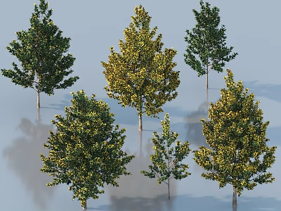 Six Green and Yellow Arbor Trees with Lush Foliage in Natural 3d model