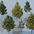 Six Green and Yellow Arbor Trees with Lush Foliage in Natural