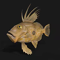 Brown Spotted Aquatic Fish with Long Dorsal Fins Yellow Eyes Open Mouth Against Black Background