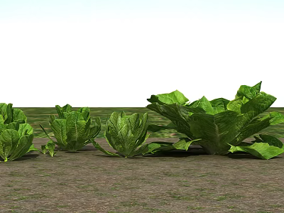 Fresh Green Leafy Vegetables Growing In Garden Soil Naturally Healthy 3d model