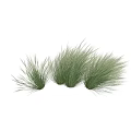 Ornamental Grasses with Green and White Foliage for Clump Forming Garden Landscaping Plants