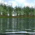 Scenic Bamboo Forest By Calm Water With Clear Reflections Of Blue Sky And White Clouds