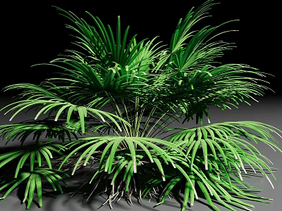 Green Shrub with Frond Like Leaves Lush Foliage and Visible Roots in Natural Growth Form 3d model