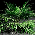 Green Shrub with Frond Like Leaves Lush Foliage and Visible Roots in Natural Growth Form
