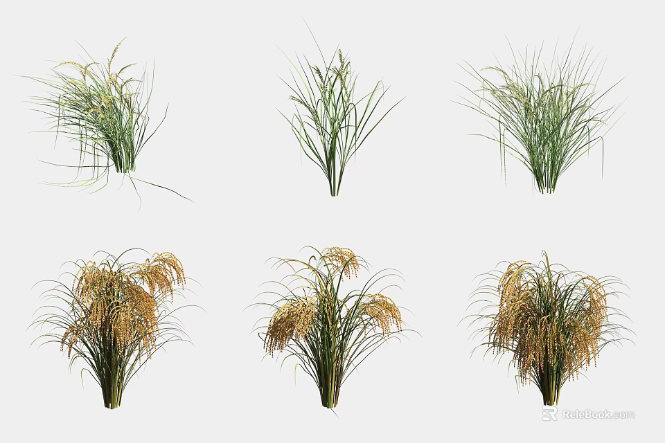 Crops Plants Showing Unripe Green and Ripe Yellow Stages in Rows 3d model 