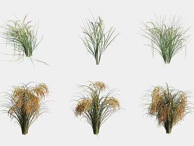 Crops Plants Showing Unripe Green and Ripe Yellow Stages in Rows 3d model