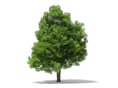 Healthy Green Arbor Featuring Lush Foliage Dense Canopy And Strong Trunk On White Background 3d model