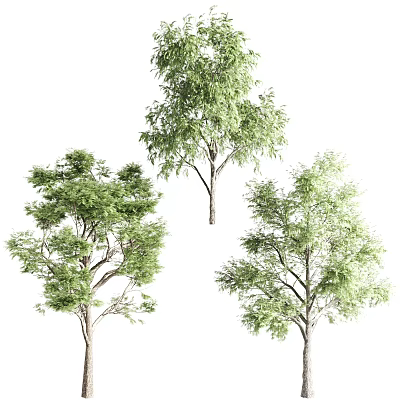 Three Trees With Green Leaves Lush Foliage And Different Natural Growth Forms 3d model