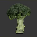 Fresh Green Broccoli with Vibrant Florets and Crisp Stalk Isolated on Dark Background