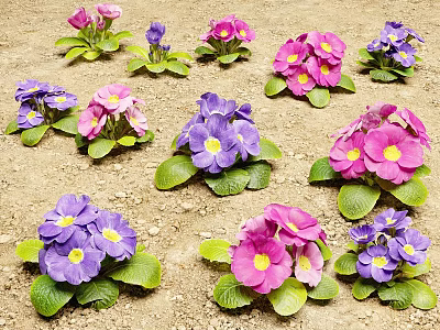 Vibrant Purple and Pink Flowering Plants with Green Leaves Growing in Soil 3d model