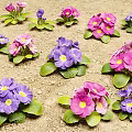 Vibrant Purple and Pink Flowering Plants with Green Leaves Growing in Soil