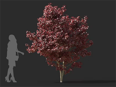 Lush Arbor With Dark Red Foliage Standing Next To Human Silhouette 3d model